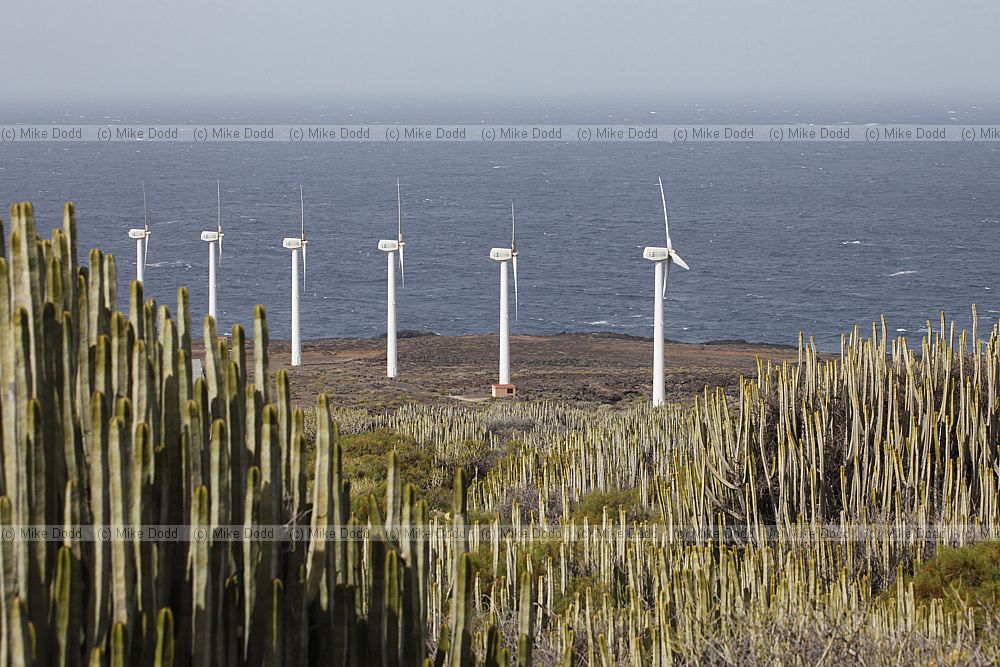 Windmills wind turbine and Euphorbia canariensis