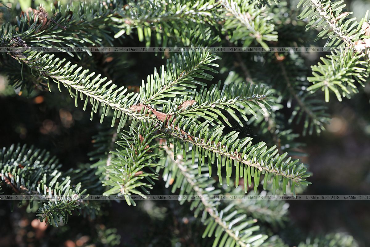 Abies pardei synonym Abies borisii-regis Bulgarian fir