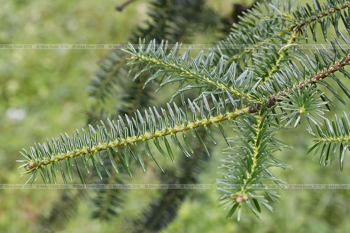 Abies cephalonica var cephalonica Greek fir