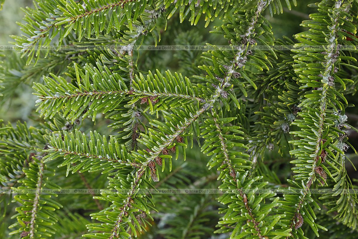 Abies chensiensis Shensi fir