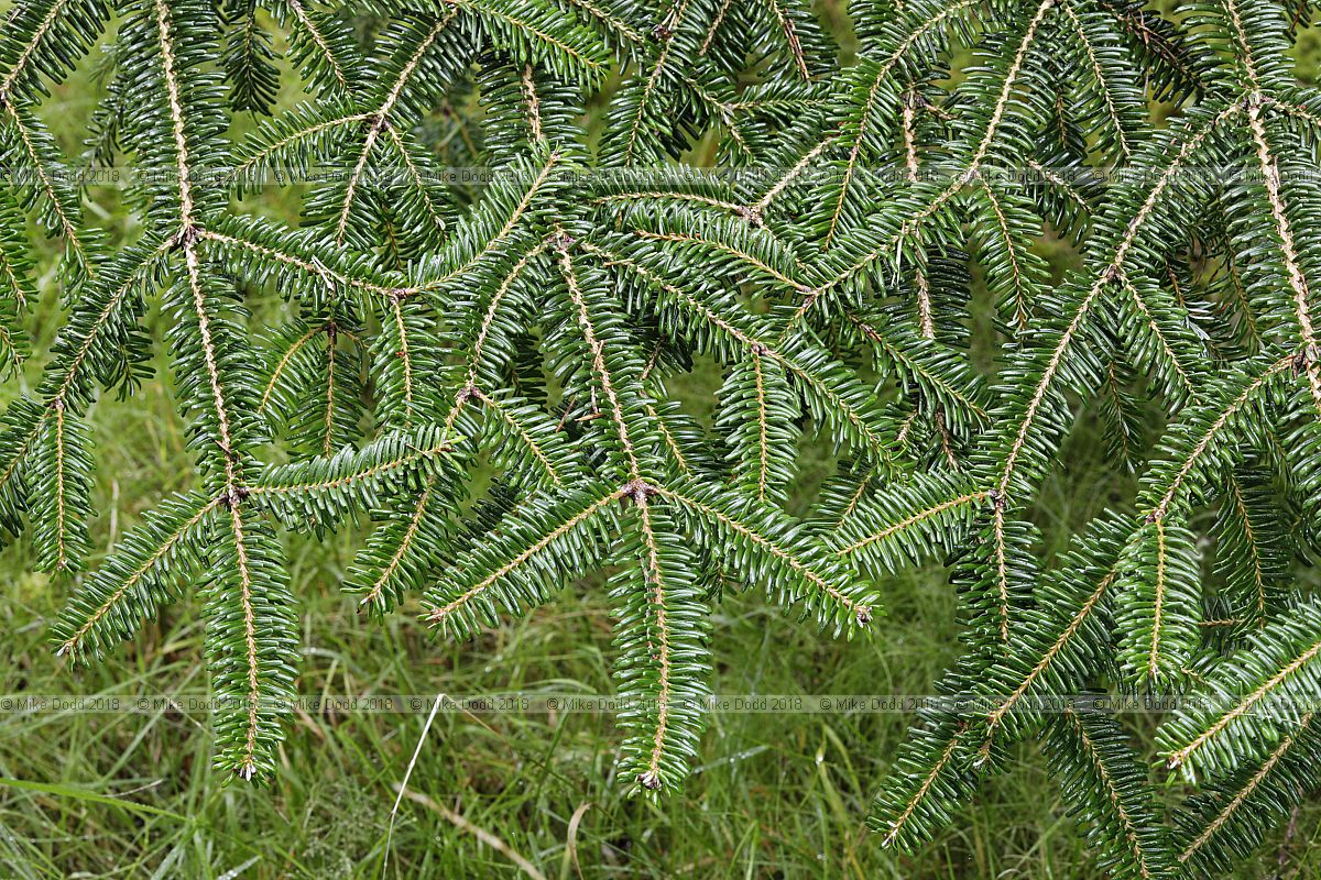 Abies fabri ssp minensis Minshan Fir