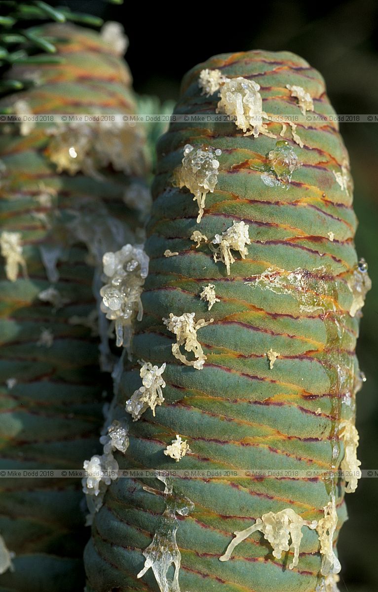 Abies numidica cones with resin