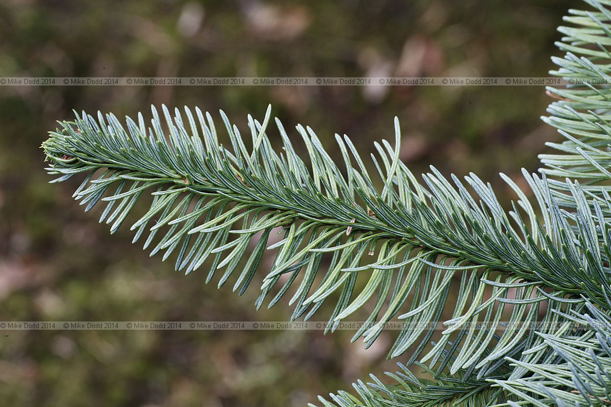 Abies procera Noble fir
