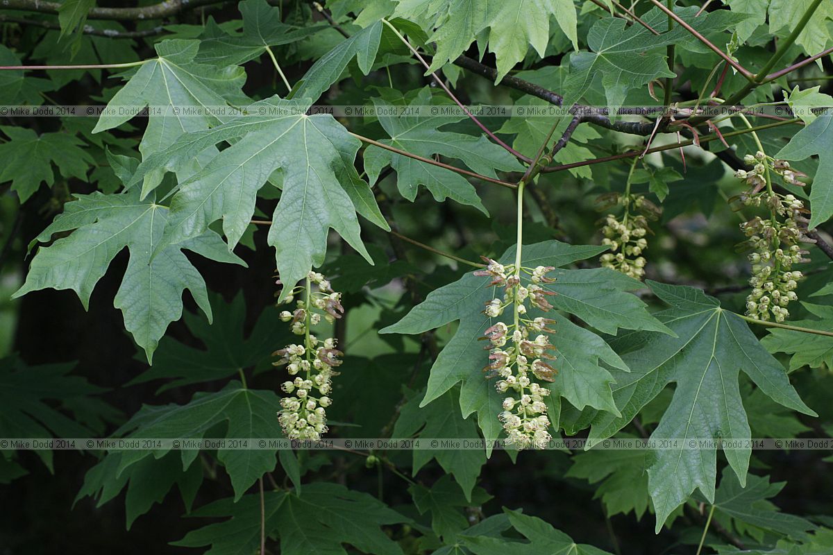 Acer macrophyllum Oregon maple or Bigleaf maple