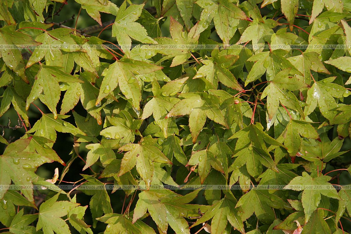 Acer palmatum Japanese maple leaves
