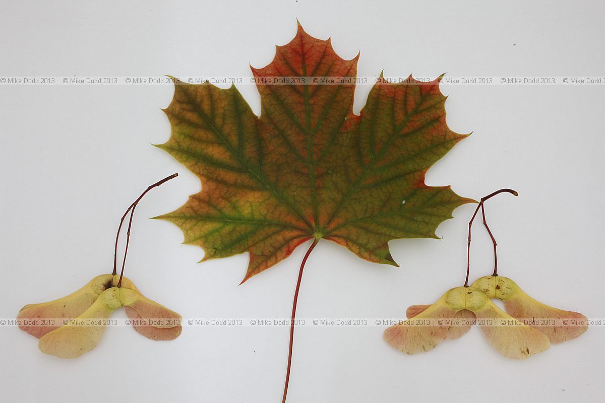 Acer platanoides Norway Maple