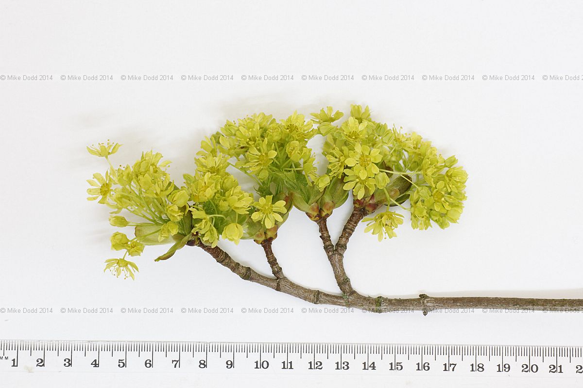 Acer platanoides Norway maple
