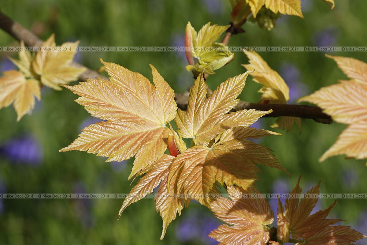 Acer pseudoplatanus 'Spring Gold'
