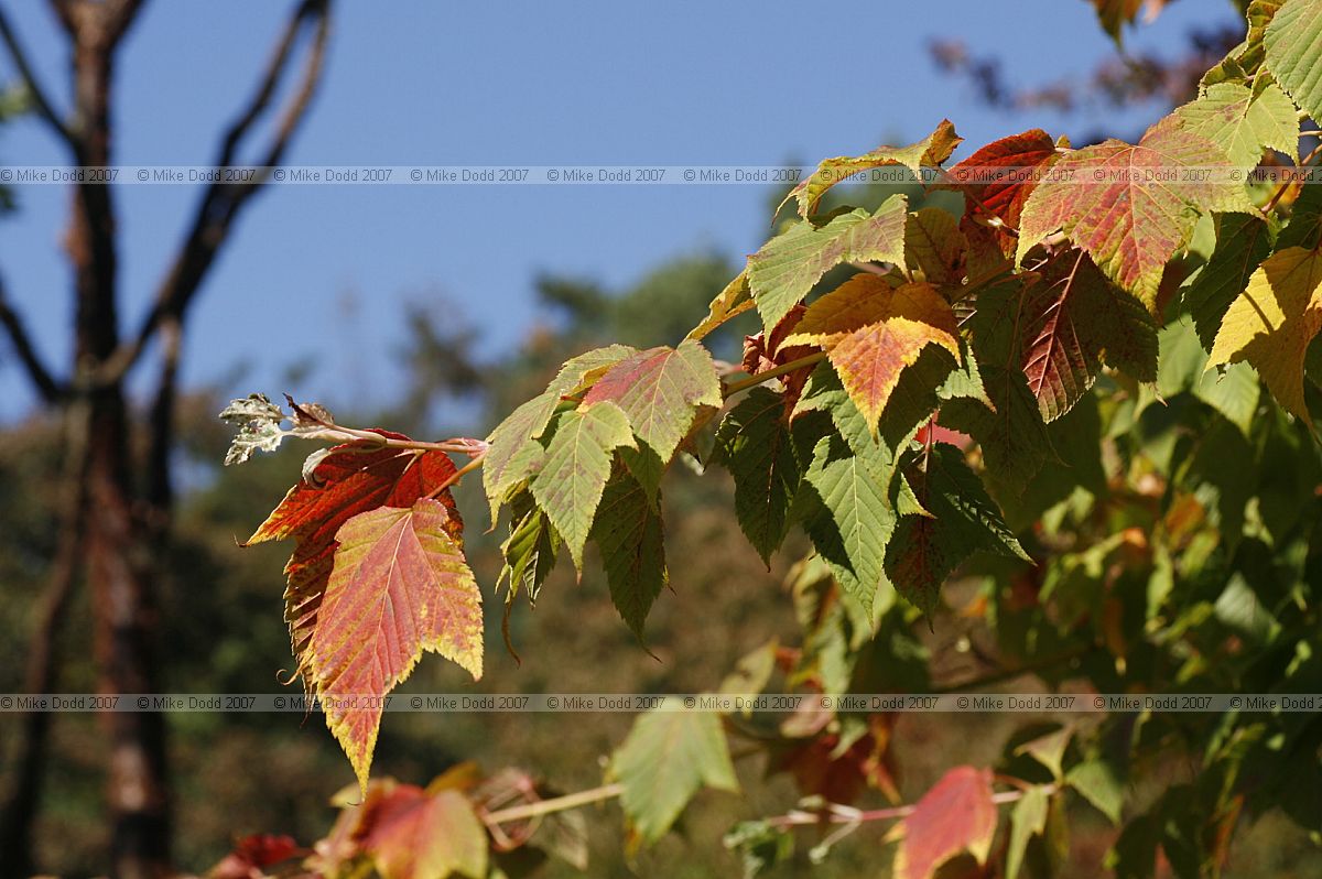 Acer rufinerve Grey-budded Maple