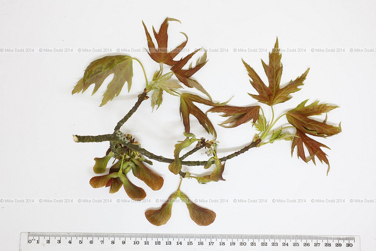 Acer saccharinum Silver maple spring foliage just emerged also  winged seeds (samaras) developing it is unusual to see these in Britain