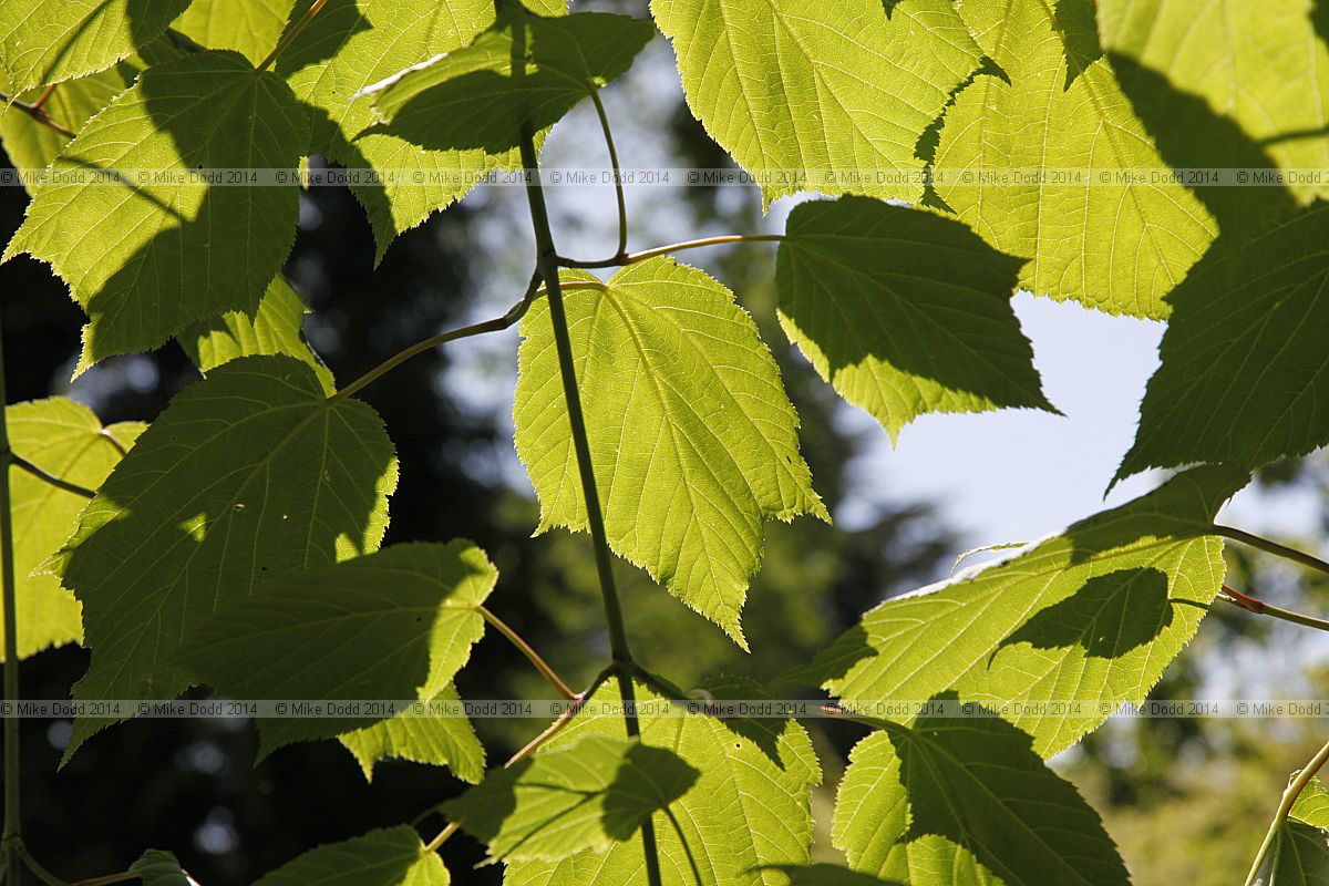 Acer tegmentosum Manchurian striped maple