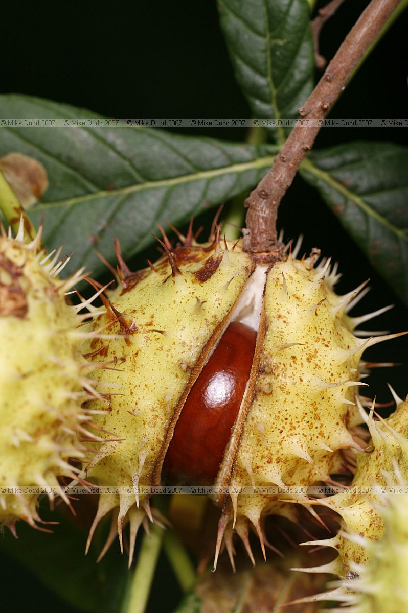 Aesculus hippocastanum Horse chestnut seeds called Conkers