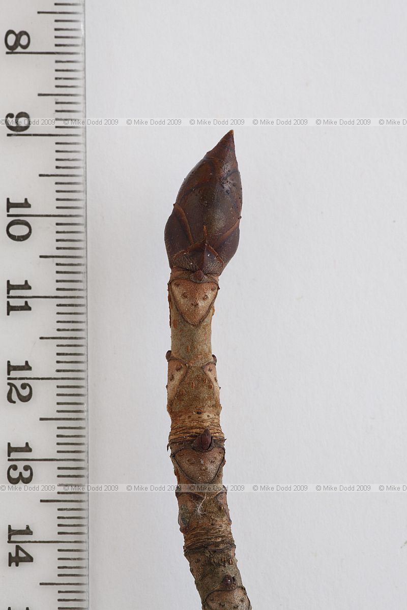 Aesculus hippocastanum Horse Chestnut