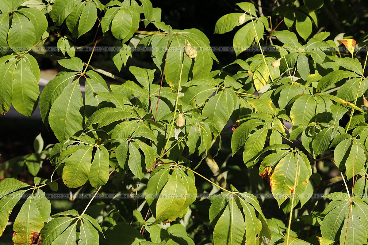 Aesculus parviflora Bottlebrush buckeye