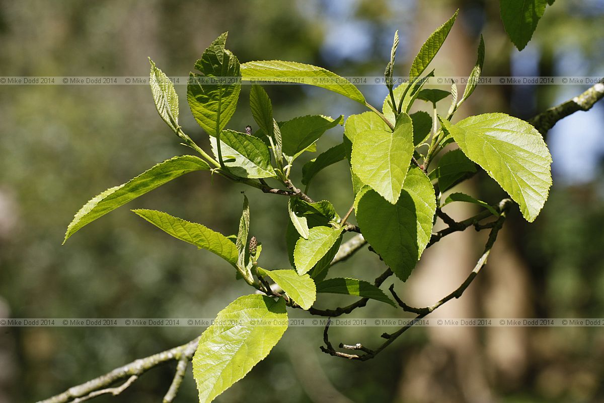 Alnus japonica Japanese alder