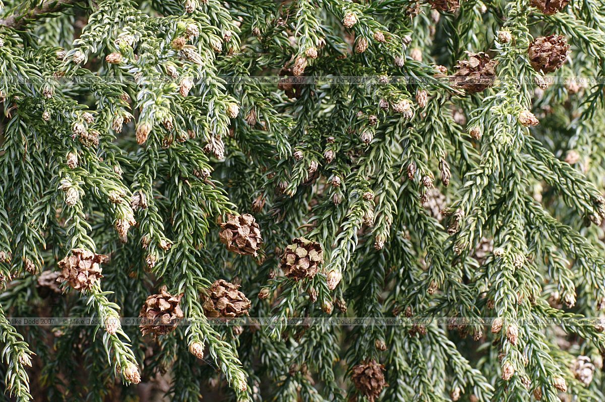 Athrotaxis selaginoides King William pine