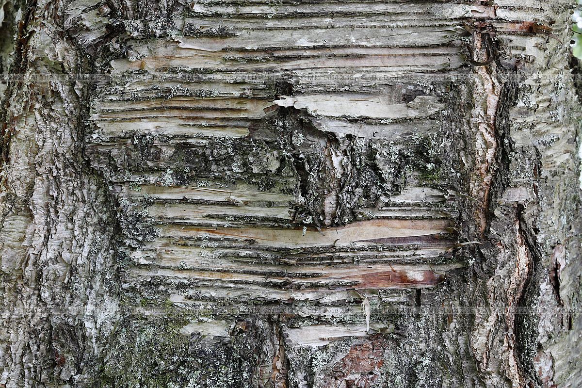 Betula pubescens Downy birch