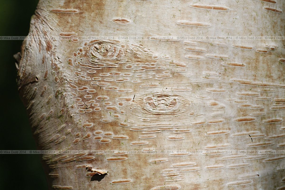 Betula utilis Himalayan birch
