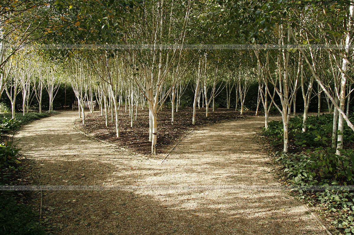 Path going through plantation of birch trees with very white bark