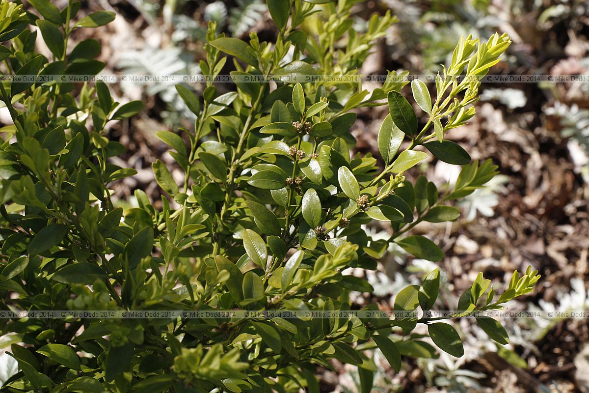 Buxus hyrcana Caspian Box