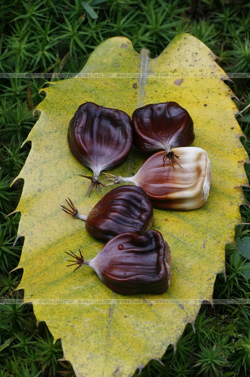 Castanea sativa Sweet Chestnut nuts on leaf