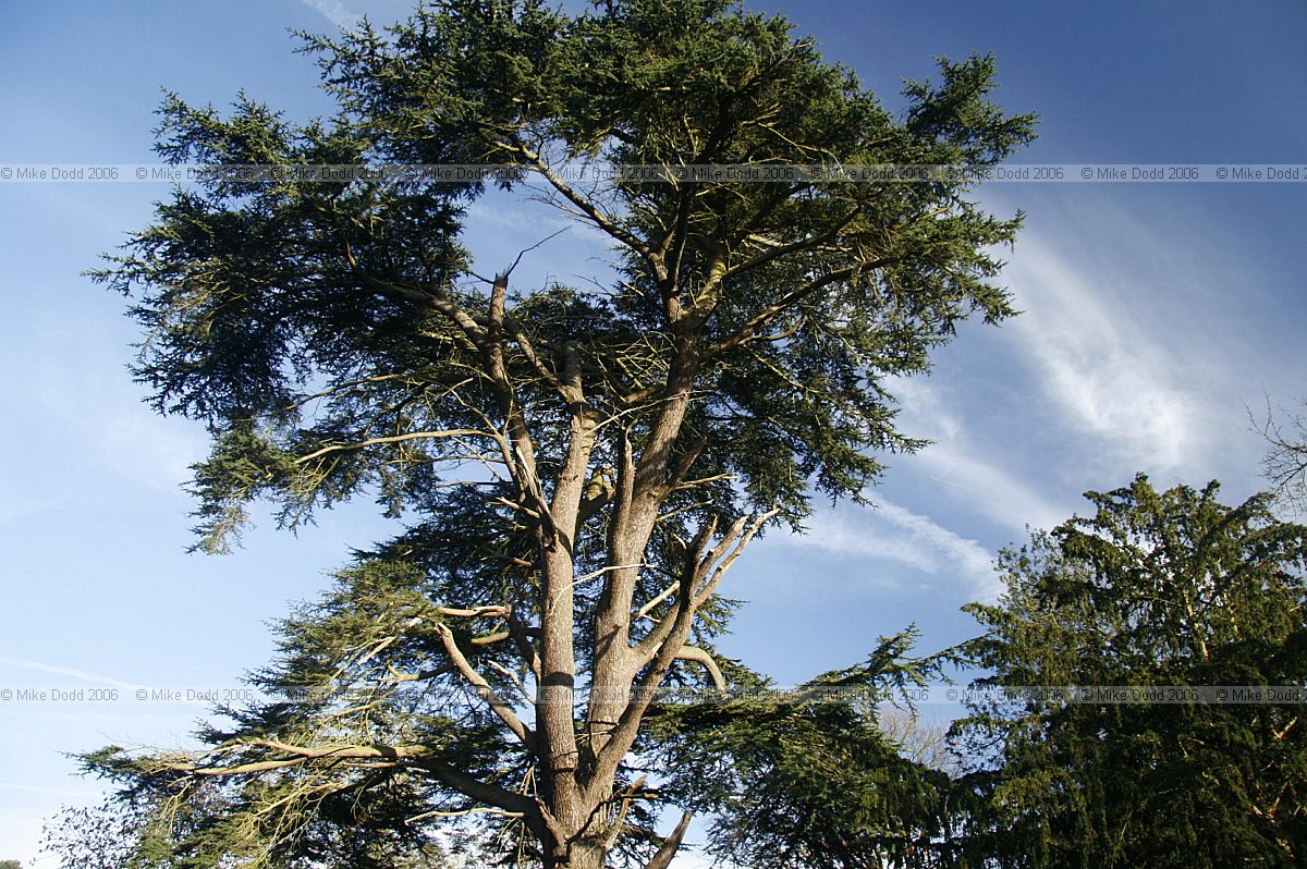 Cedrus libani Cedar of Lebanon