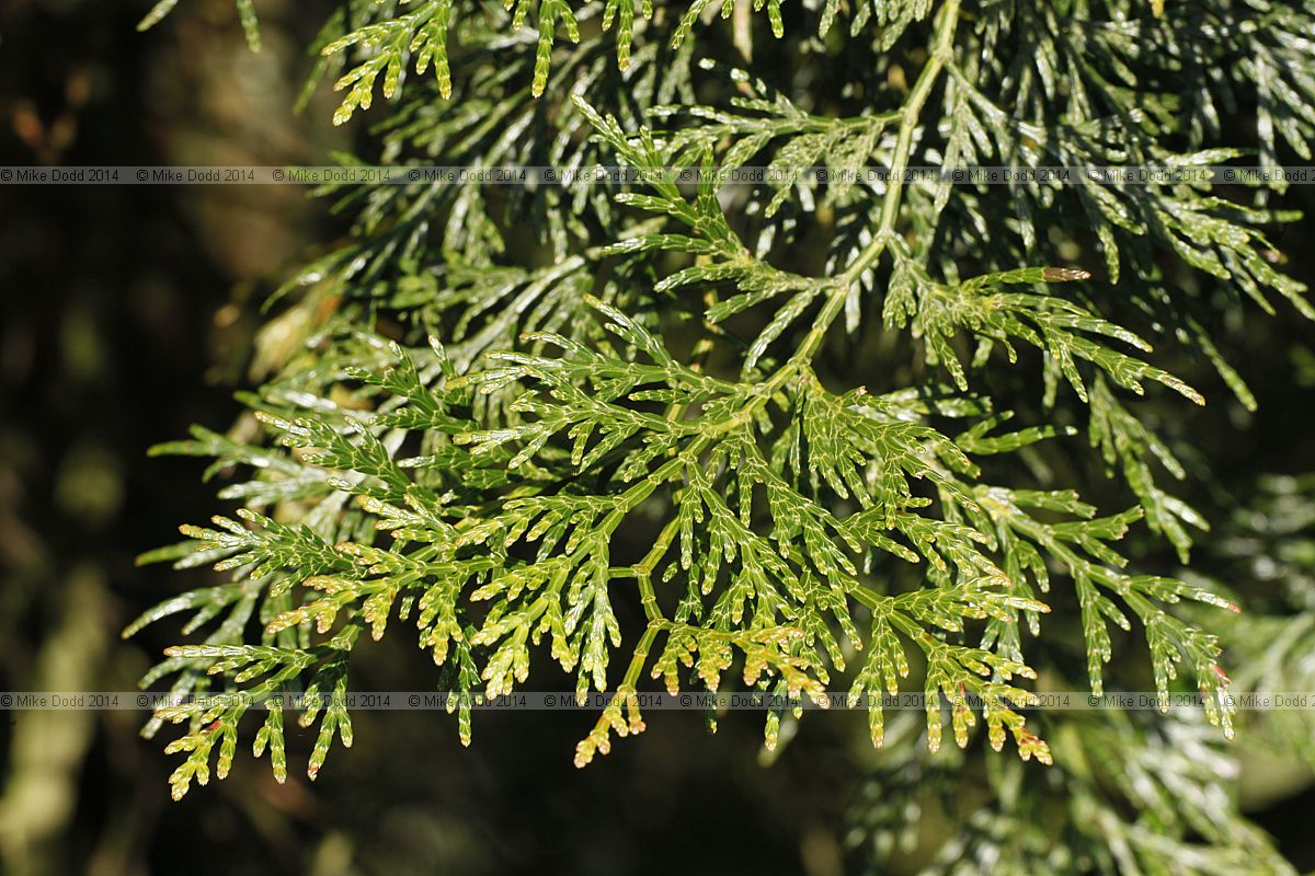 Chamaecyparis formosana Taiwan cypress