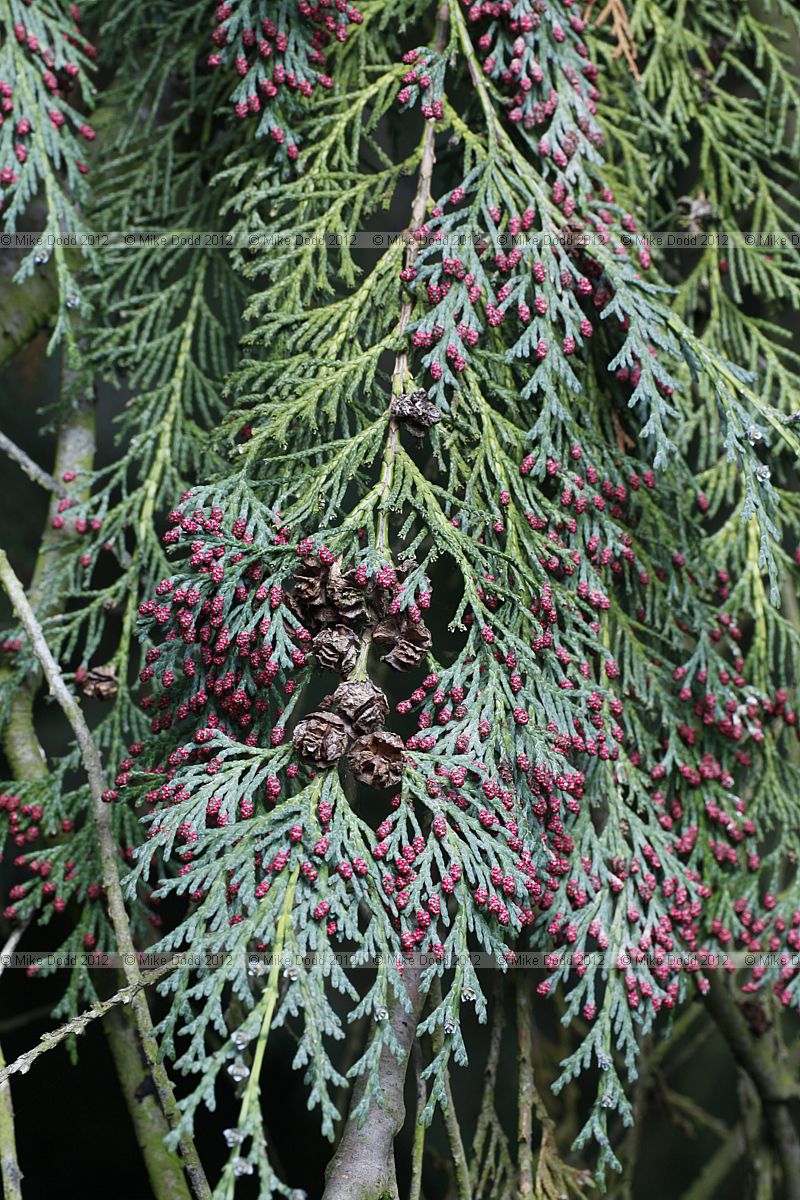 Chamaecyparis lawsoniana Lawsons Cypress