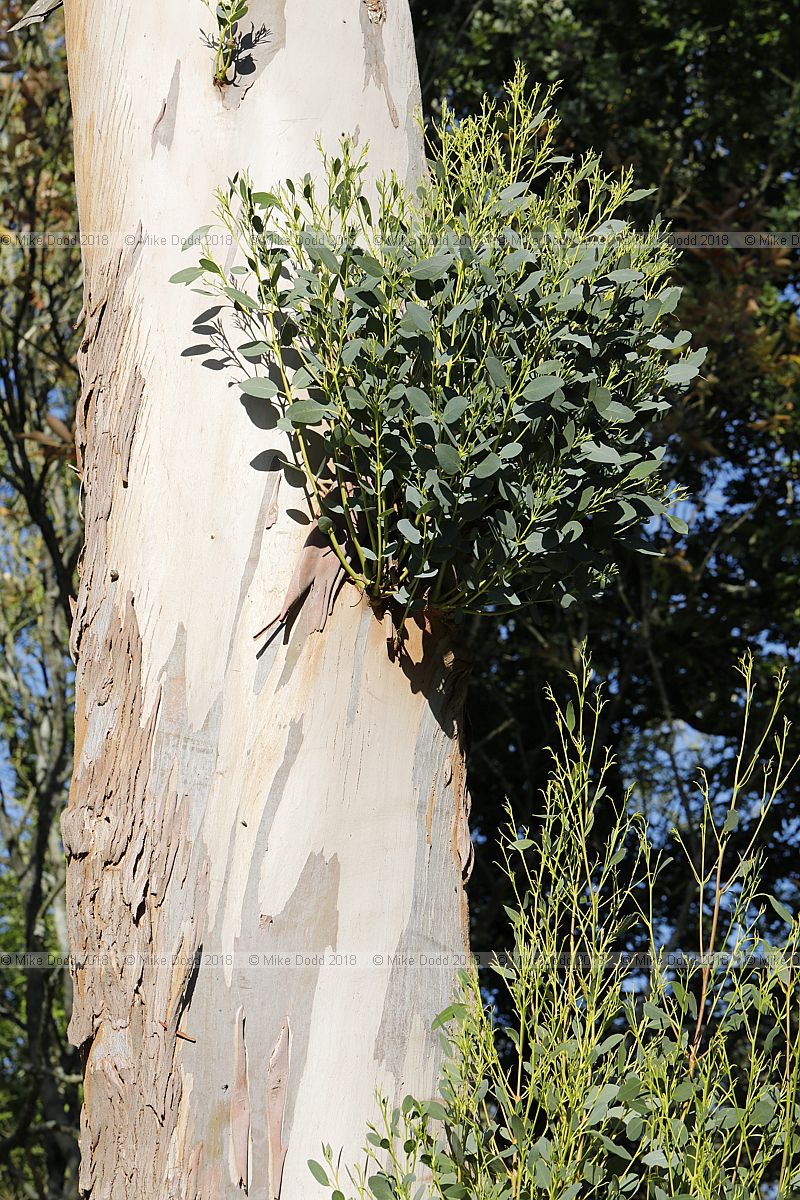 Eucalyptus archeri Alpine cider gum