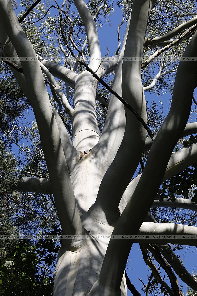 Eucalyptus dalrympleana Mountain white gum