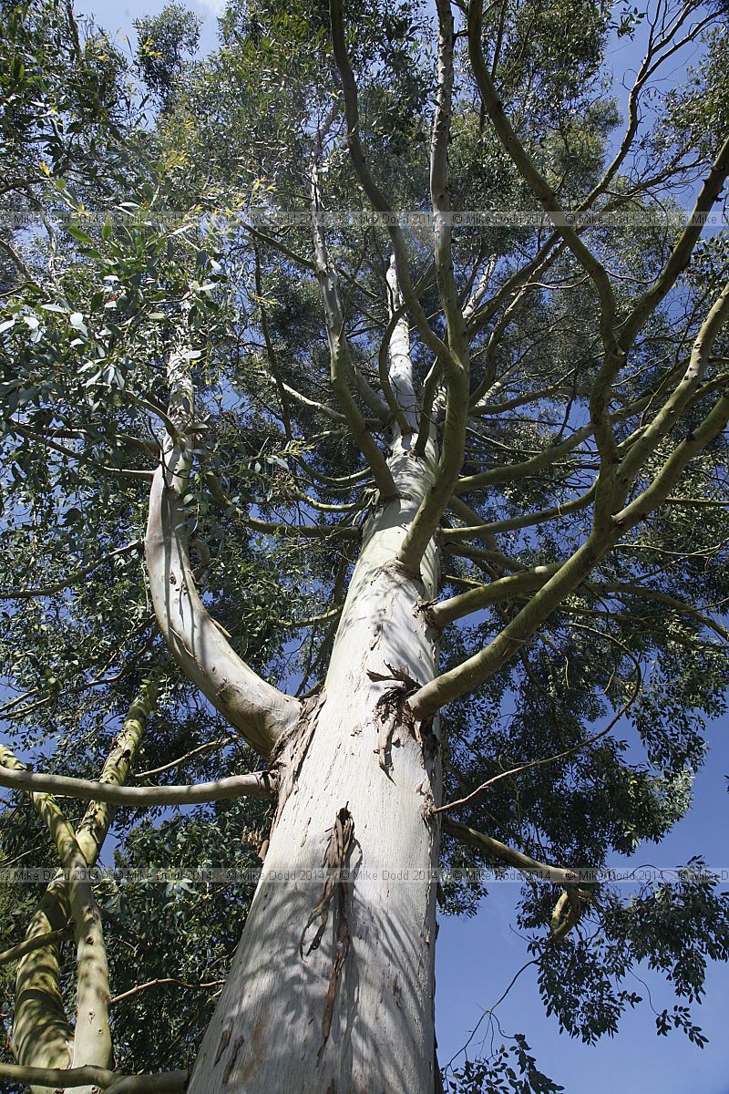 Eucalyptus divaricata Cider gum