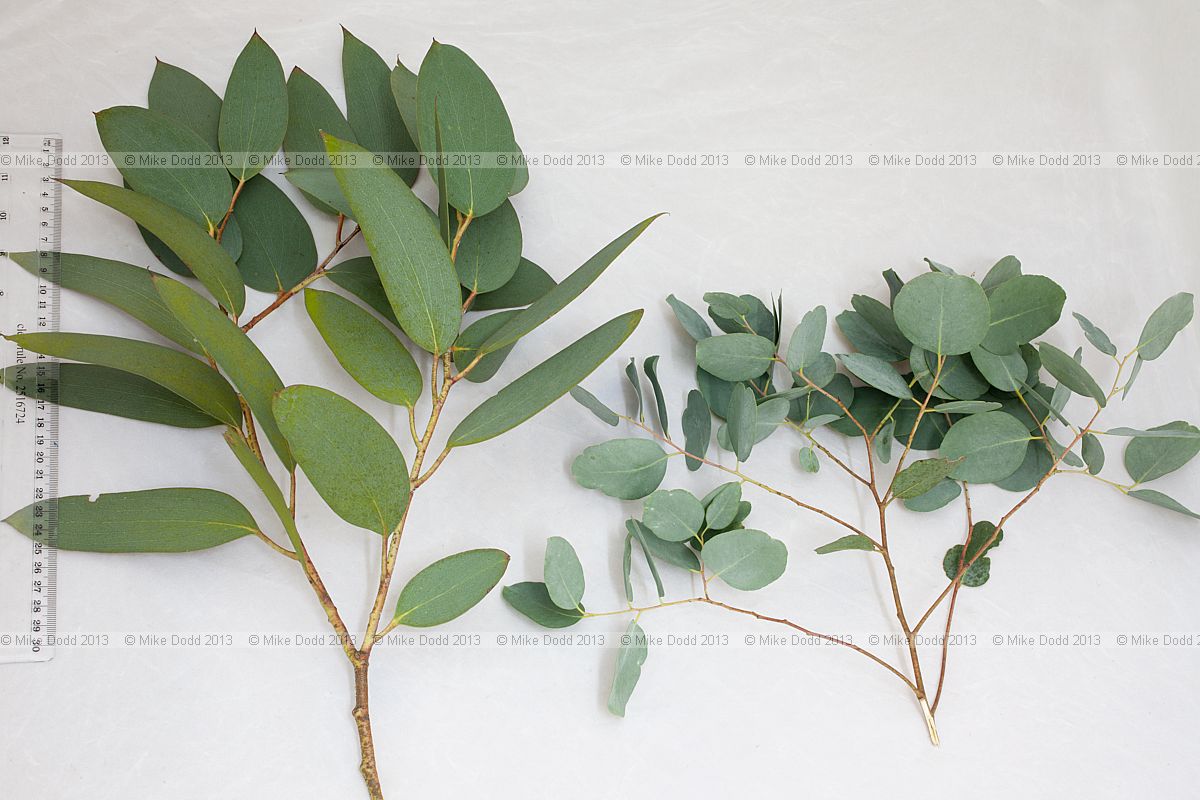 Eucalyptus gunnii Cider Gum (?) adult foliage and juvenile foliage from shaded regrowth not a young tree