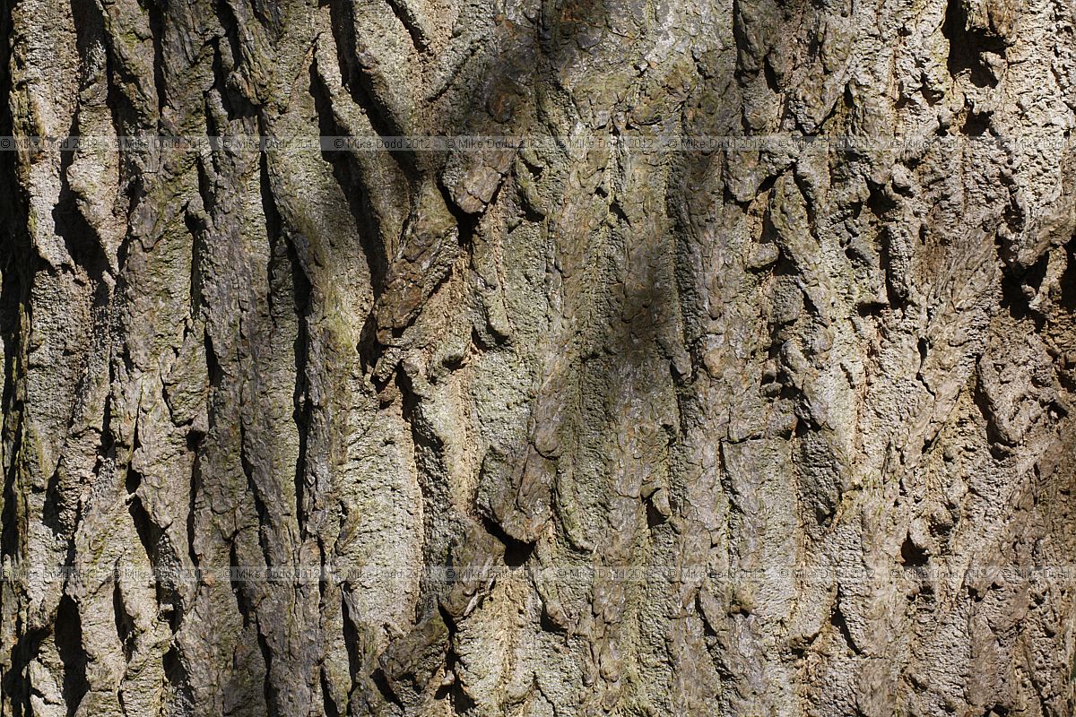 Eucommia ulmoides Gutta-percha Tree