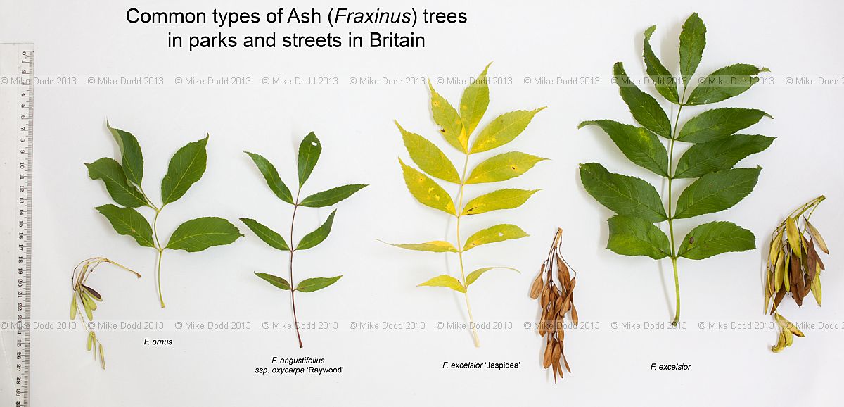 Fraxinus species Common Ash species