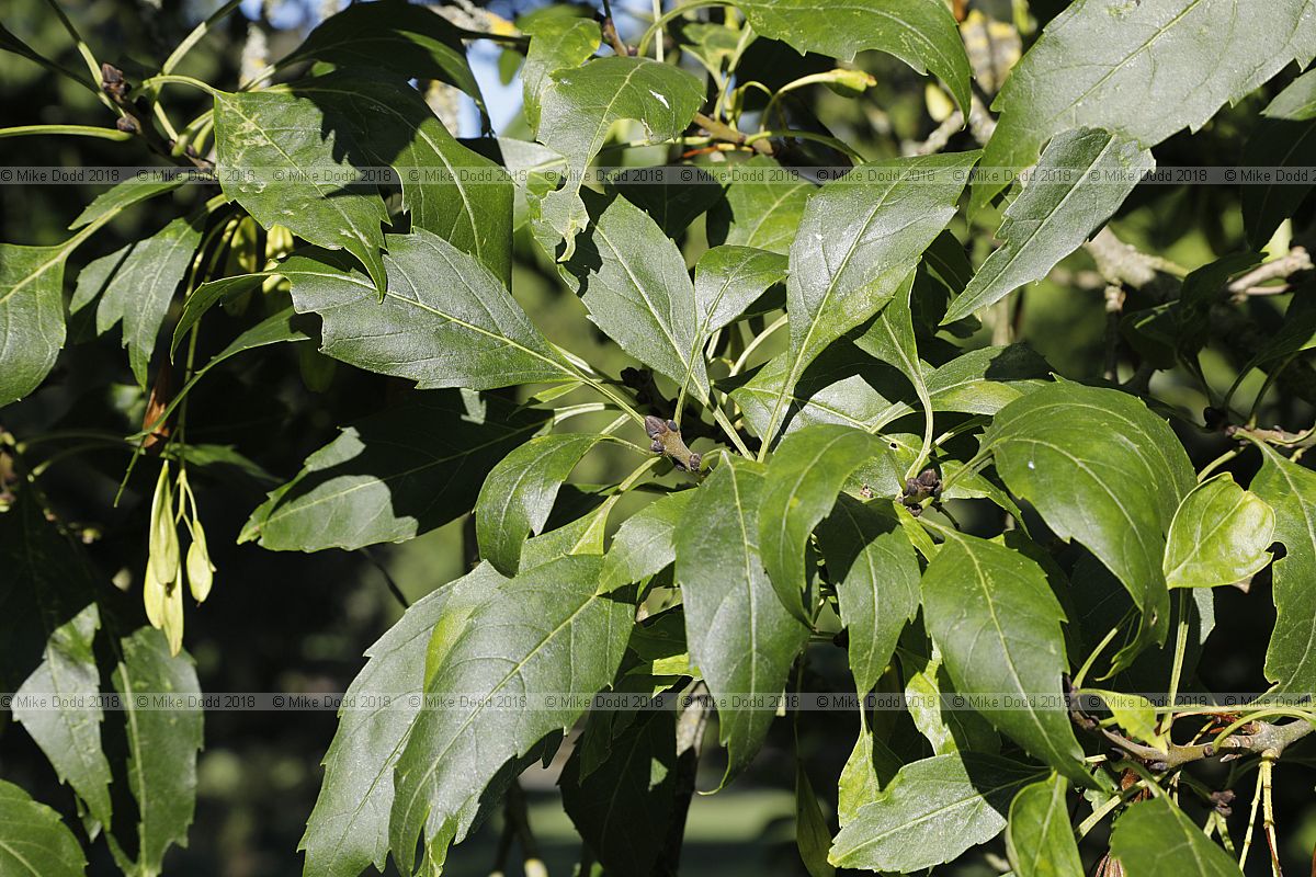 Fraxinus angustifolia 'Monophylla'