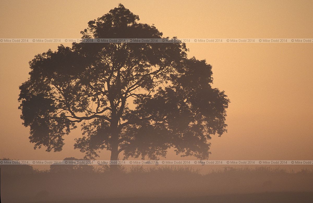 Fraxinus excelsior European ash sunrise Buckinghamshire
