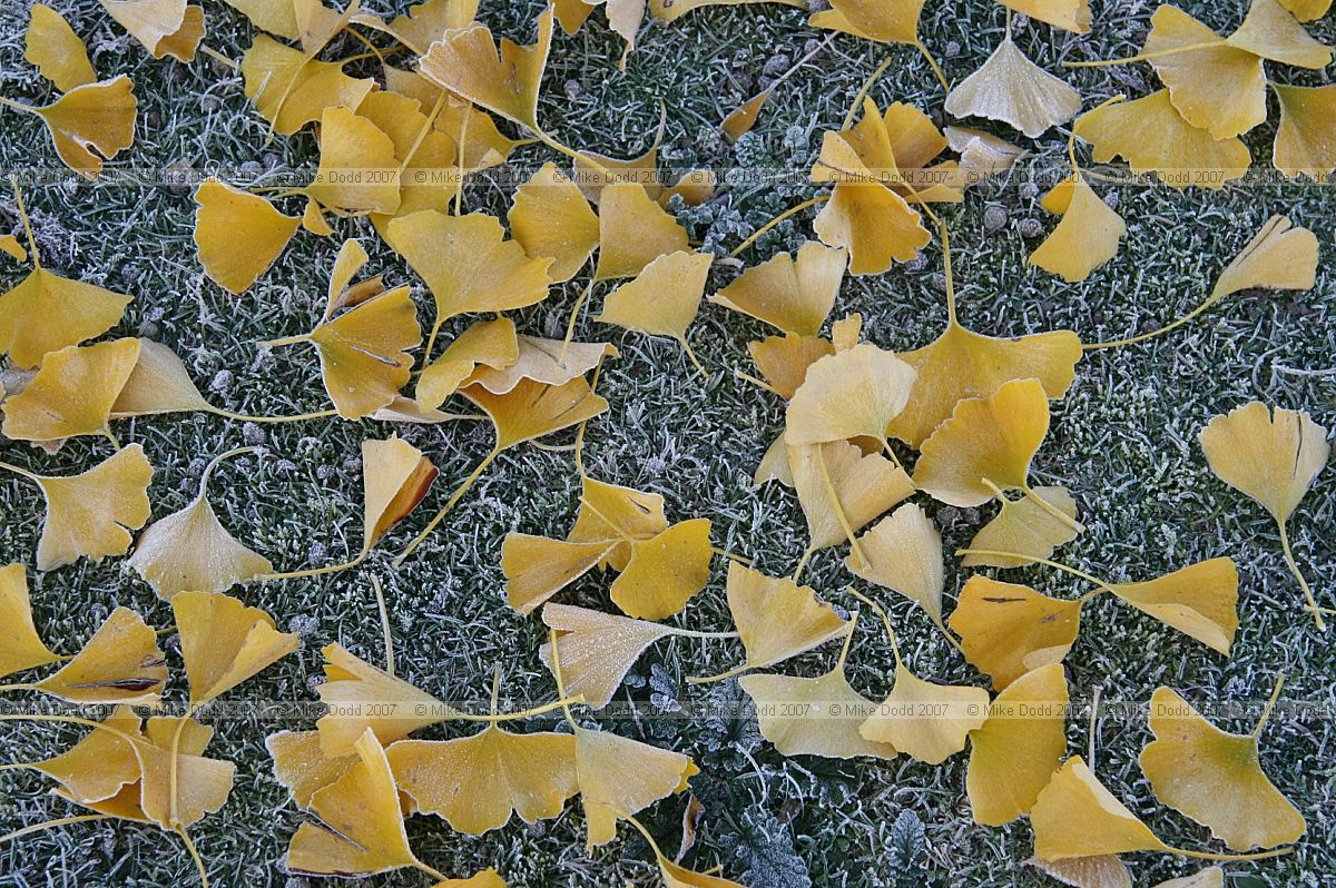 Ginkgo biloba Maidenhair Tree yellow leaves on the ground in the frost