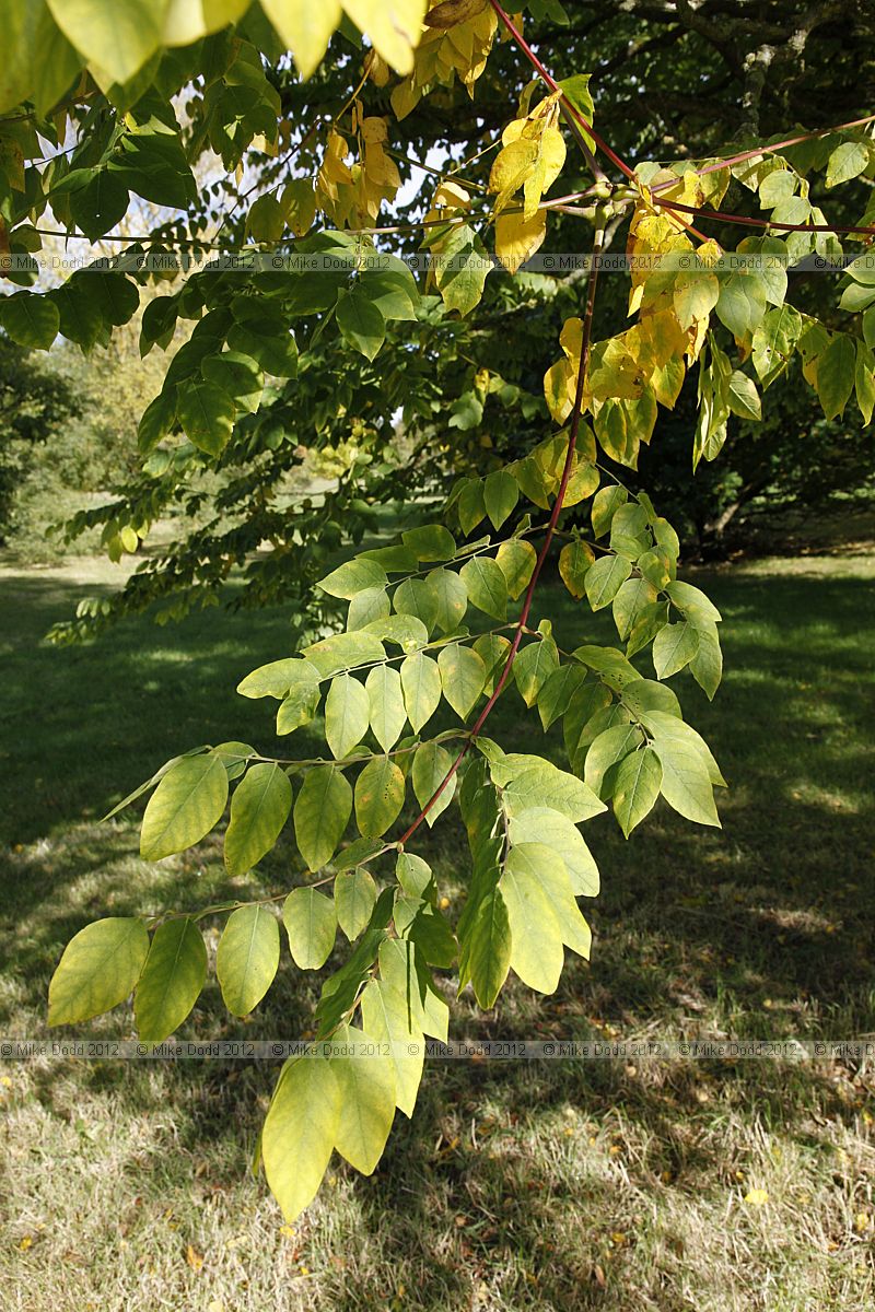 Gymnocladus dioica Kentucky Coffee Tree