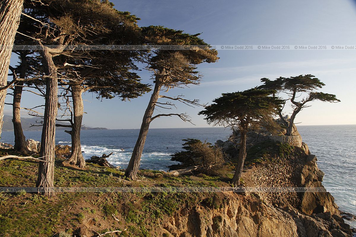 Hesperocyparis macrocarpa Monterey cypress