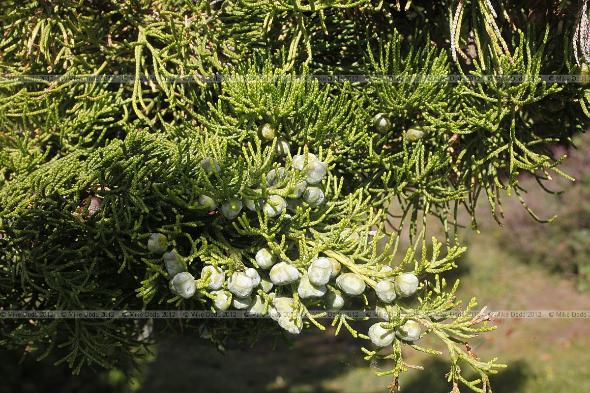 Juniperus chinensis 'Kaizuka' Chinese Juniper cv