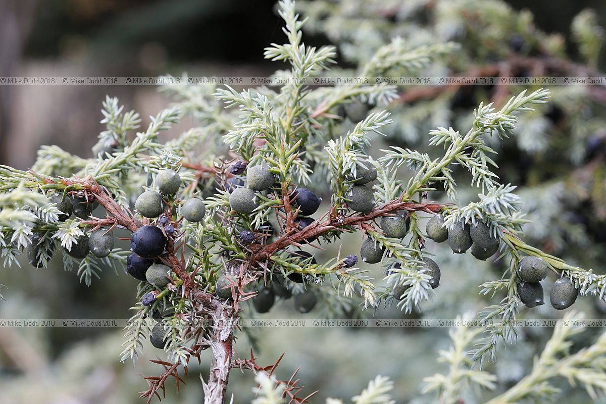 Juniperus squamata 'Chinese Silver'