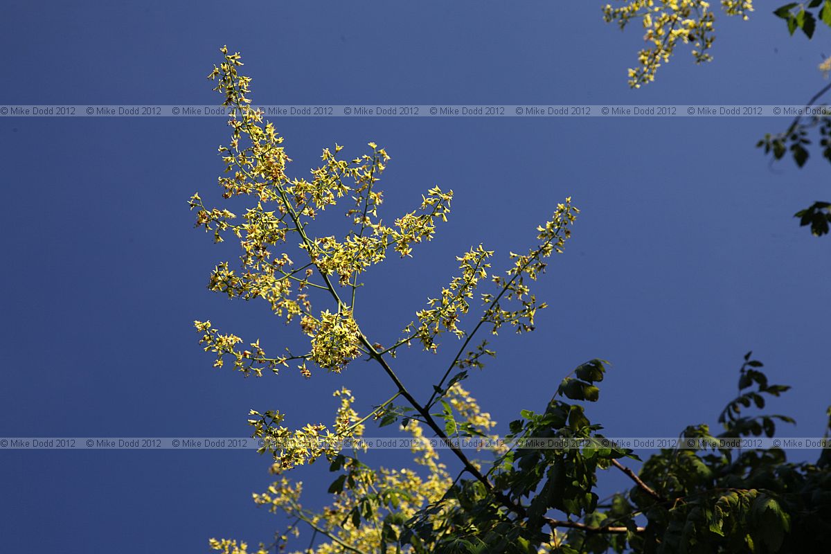 Koelreuteria paniculata Golden Rain Tree