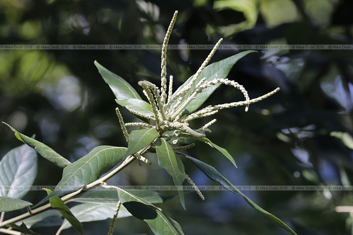 Lithocarpus dealbatus