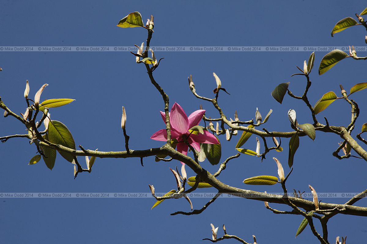 Magnolia campbellii 'Darjeeling'