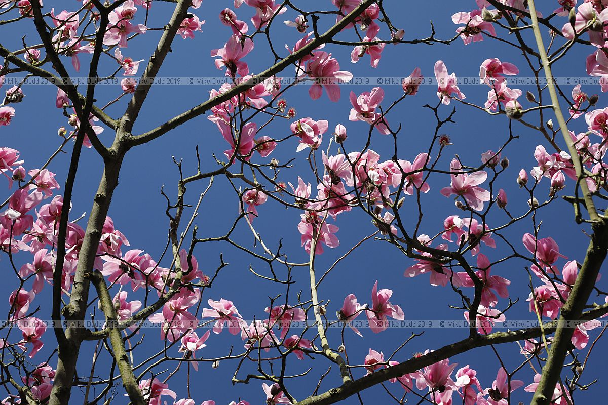 Magnolia campbellii 'Darjeeling' x cylindrica