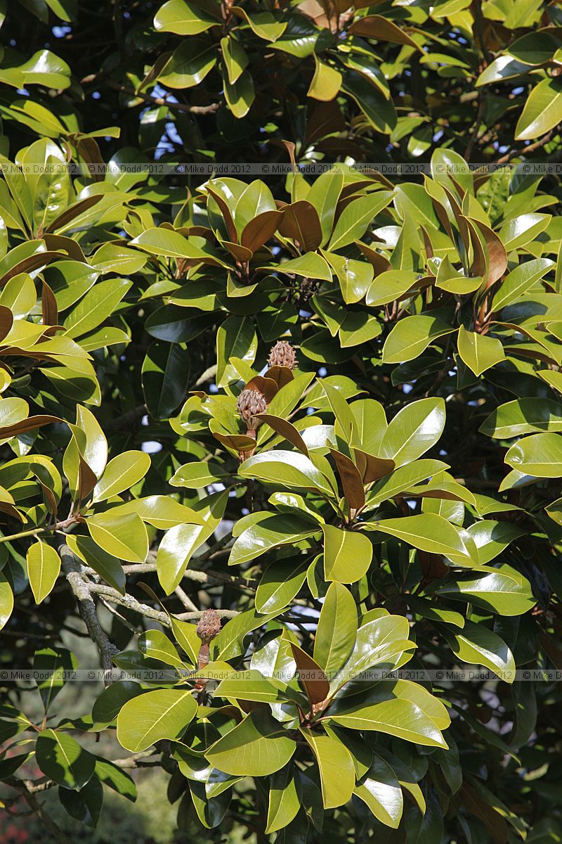 Magnolia grandiflora Bull Bay