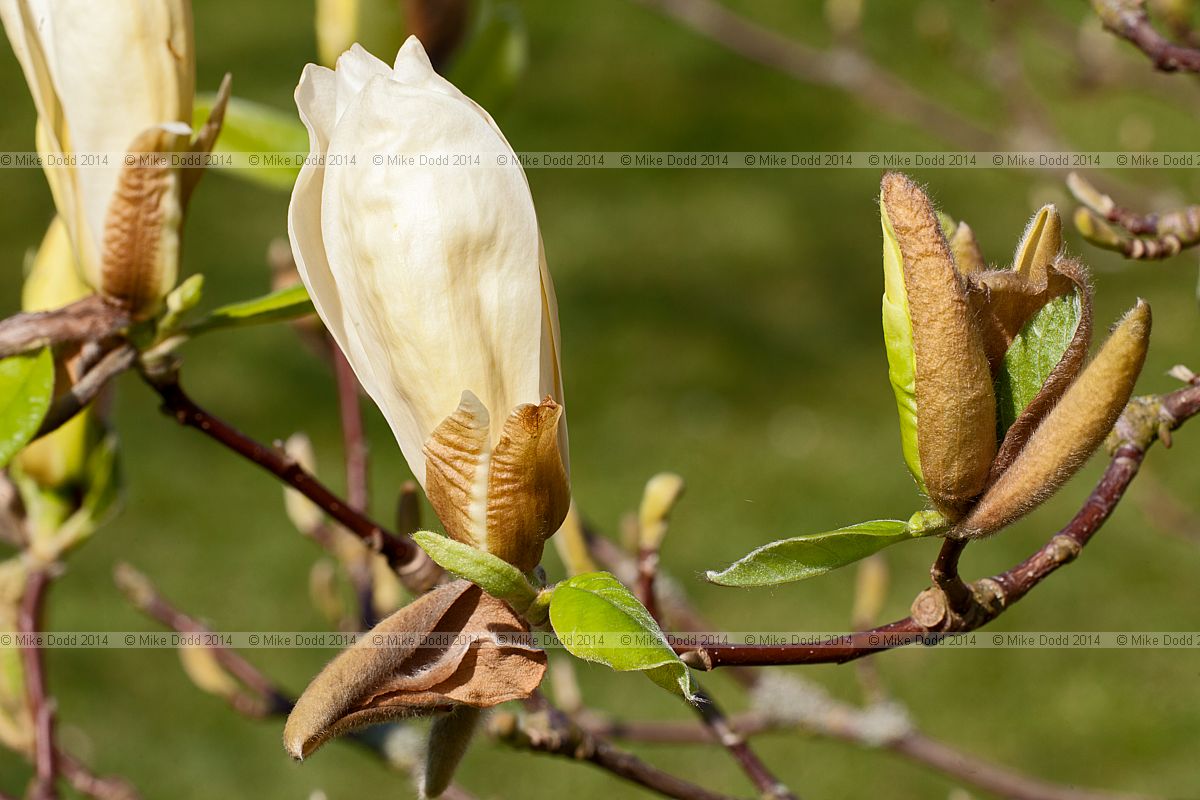 Magnolia 'Yellow Lantern'