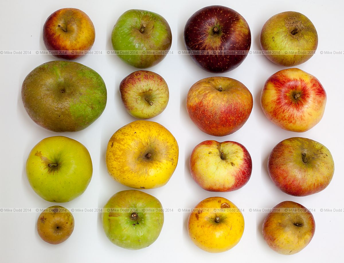 Malus domestica apples