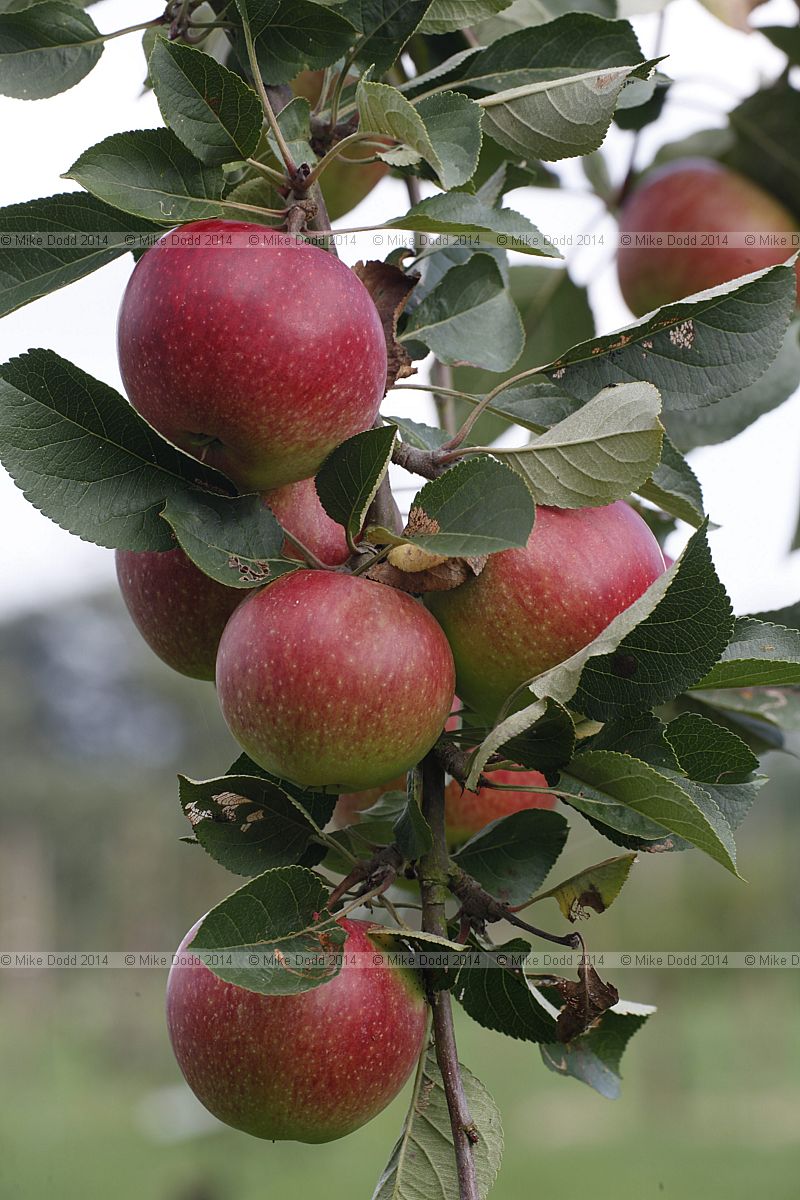 Malus domestica apple 'Apple Jane'