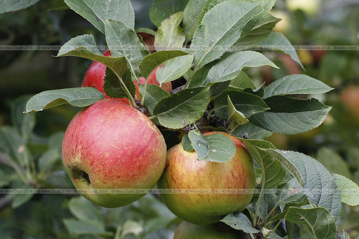 Malus domestica apple 'Barnack Beauty'